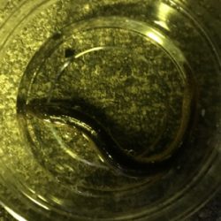 1年ぶりの太刀魚!