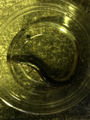 1年ぶりの太刀魚!