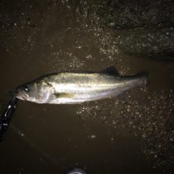 ボイルが出た少しの時合い