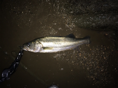 ボイルが出た少しの時合い