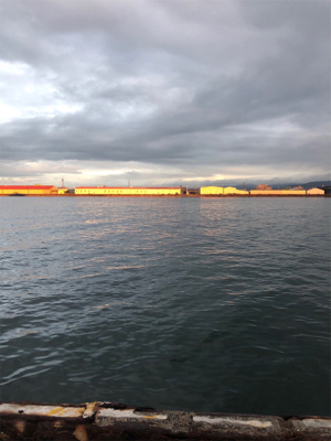 アジとタチウオ