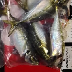 アジング練習 45