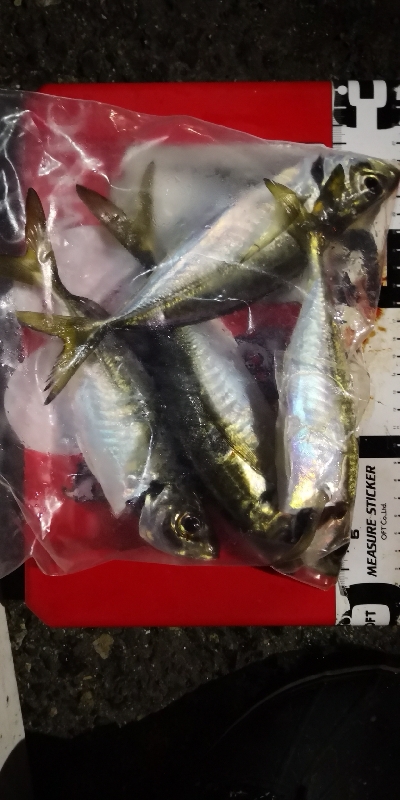 アジング練習 45