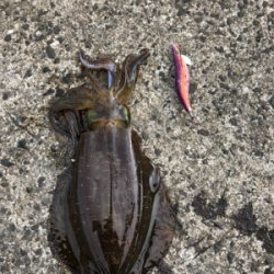 シマノエギングパーティー