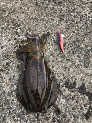 シマノエギングパーティー