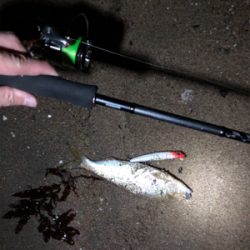 シーバスはどこへ？