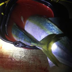 夕まずめのワンチャンス