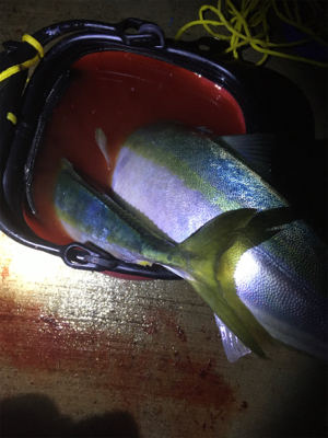 夕まずめのワンチャンス