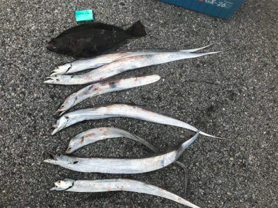 タチウオ、その他ショア ジギング