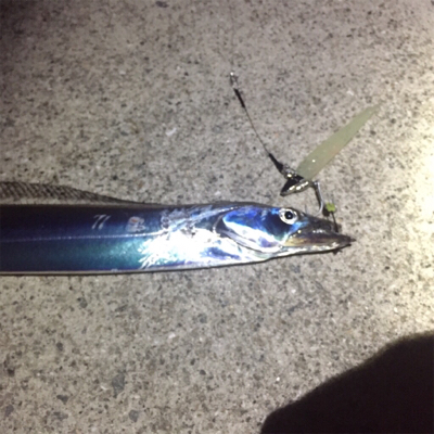 大阪湾奥ワインド 今季初タチ☆