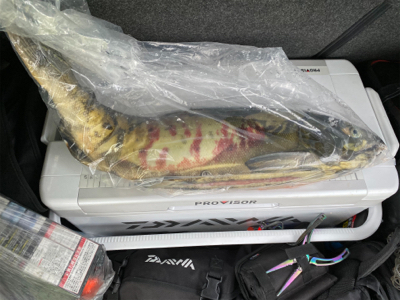 鮭有効利用調査2019