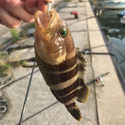 恵曇港初ライトゲーム