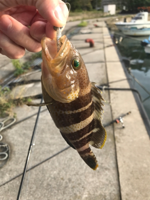 恵曇港初ライトゲーム