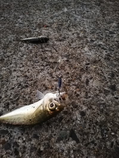 エギング→ジギング→アジング