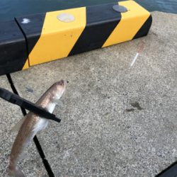 アジを求めて⑫