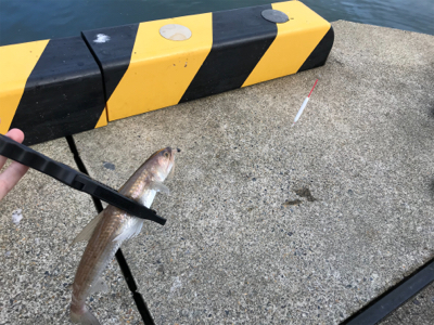 アジを求めて⑫