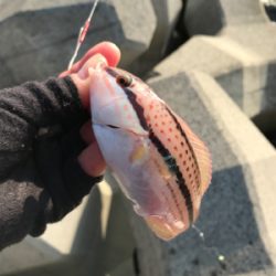 投げ釣りで真鯛