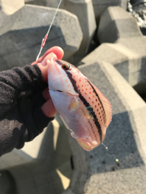 投げ釣りで真鯛