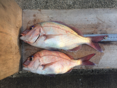 水潮のち、ぼちぼち