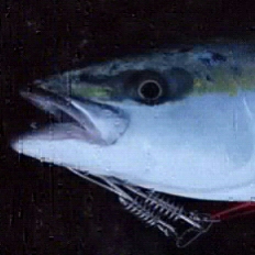 今季２発目の青物！！71㎝ゲット！！