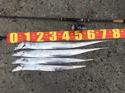 太短くて、よく引く！