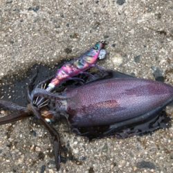 昼からのジギング*エギング‼︎