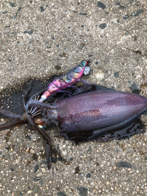 昼からのジギング＊エギング‼…