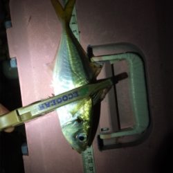 一カ月ぶりのアジング