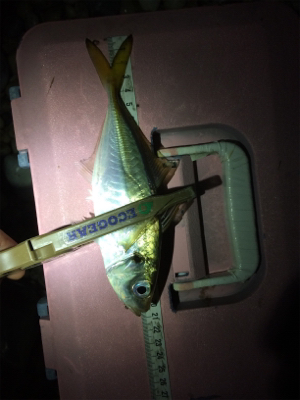 一カ月ぶりのアジング