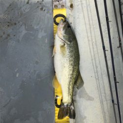 ターンオーバー桜池