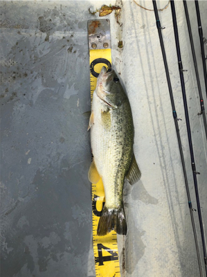 ターンオーバー桜池