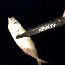 入れ食いアジング