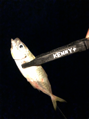 入れ食いアジング