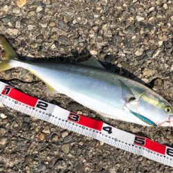 記録更新ショアジギ