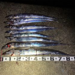 今季初物ドラゴン！