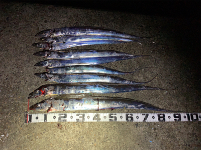 今季初物ドラゴン！