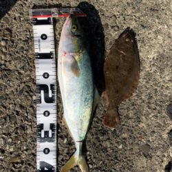 泉佐野一文字リベンジ！