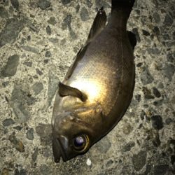 メバリング釣行