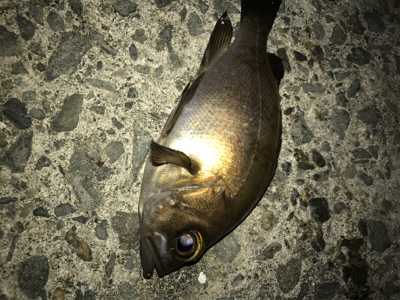 メバリング釣行