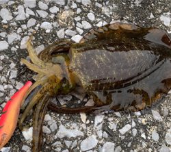 トップでハマチ