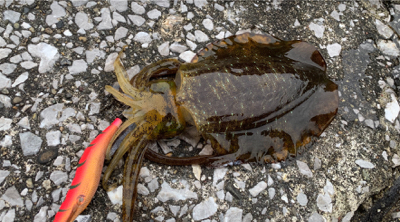 トップでハマチ