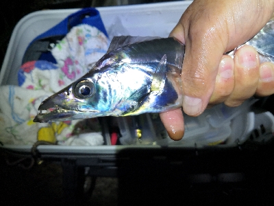 ドラゴンゲット