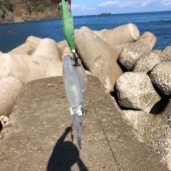 ランガンエギング