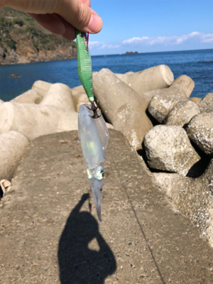 ランガンエギング