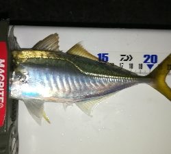 ナイトアジング