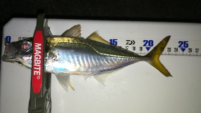 ナイトアジング