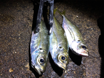 ライトゲーム‼︎