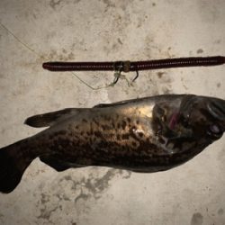 水温下がってお魚元気！