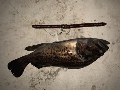 水温下がってお魚元気！