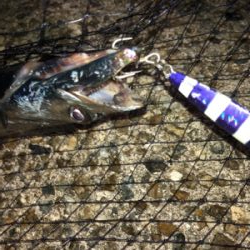 青物狙いでしたがタチウオ三昧^_^